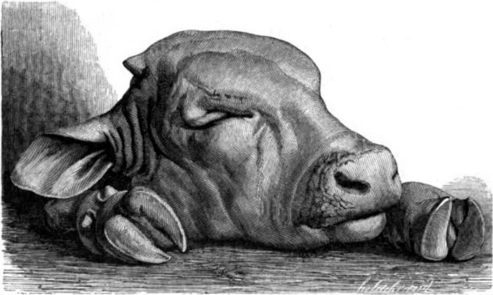 An old black-and-white illustration of a calf's head, depicted resting sideways on a surface. The calf's eyes are closed, its ears and nostrils are clearly detailed, and its two front hooves are visible near its face. The style is detailed engraving, giving a textured, shaded look.