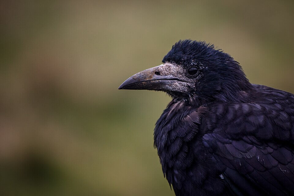 close up of a black bird